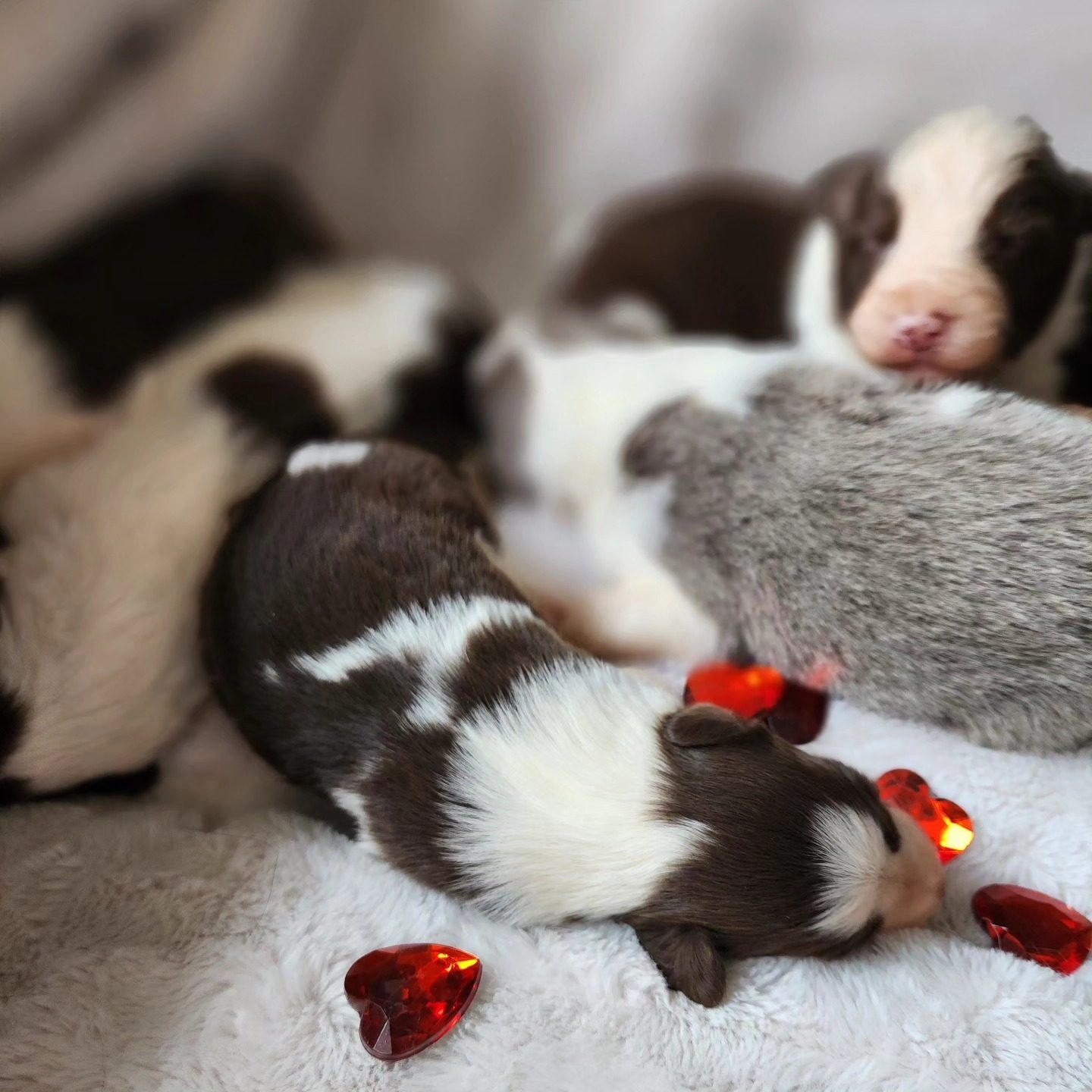 Willowcreek Border Collies | Border Collie Breeders in Canada