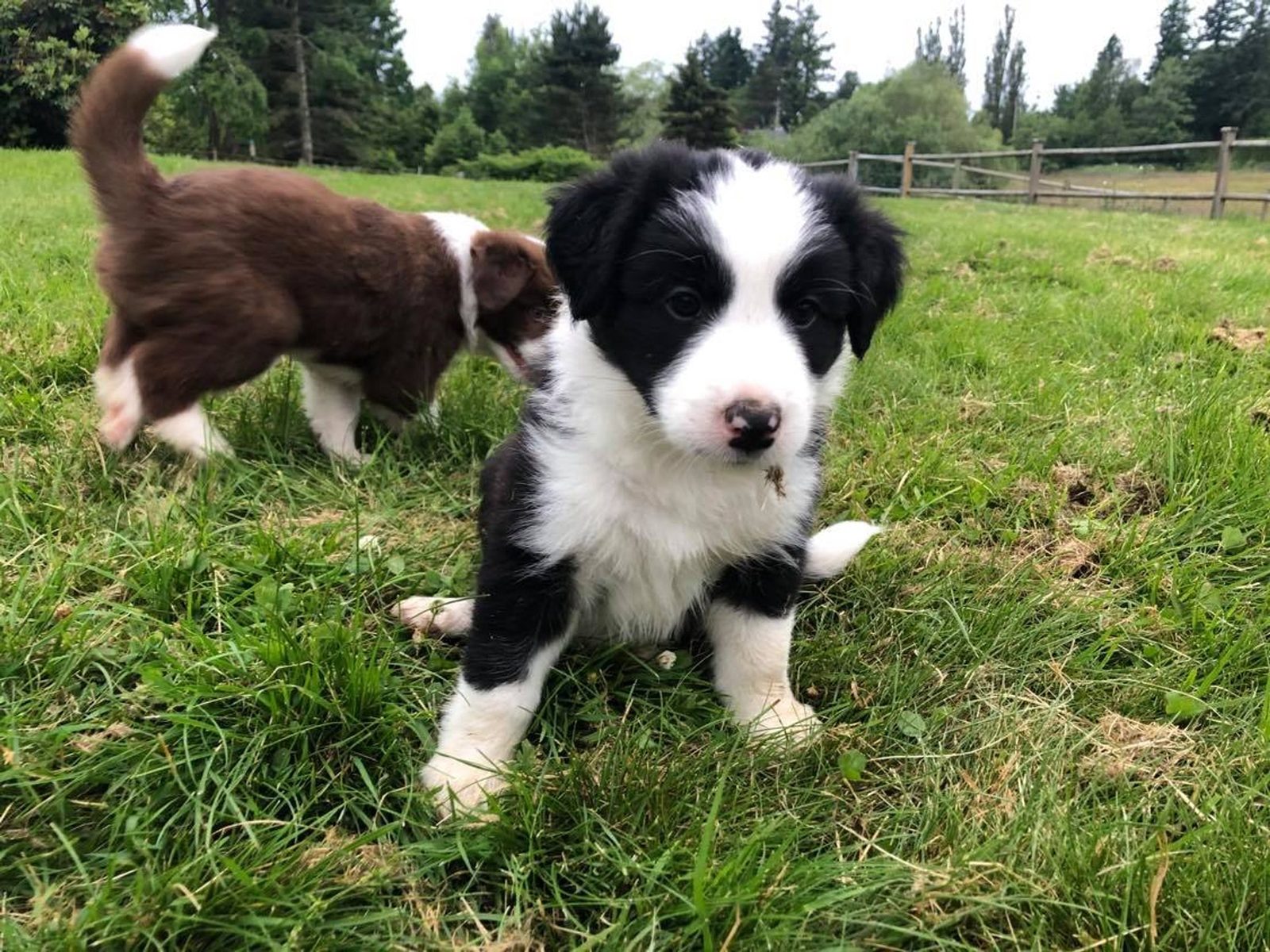 Willowcreek Border Collie Puppies | Border Collie Puppies in Canada