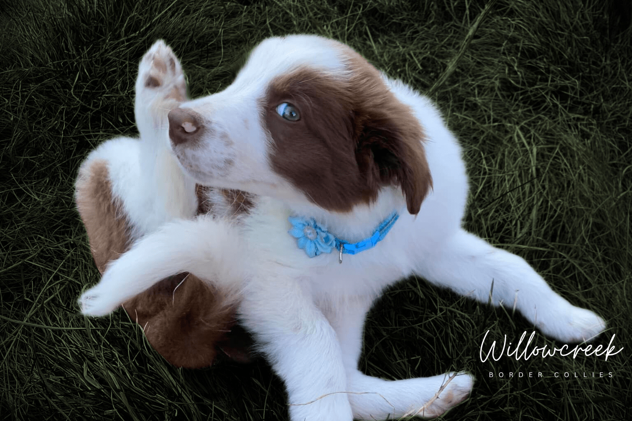 What Our Owners Say — Border Collie Breeder Reviews