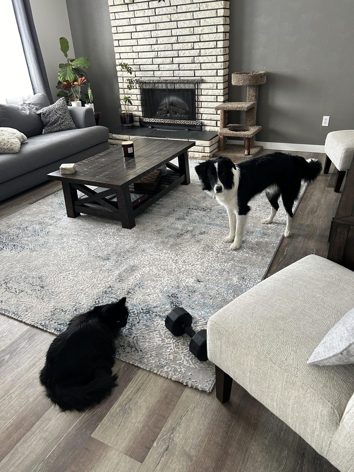 Willowcreek Border Collies | Lizzie