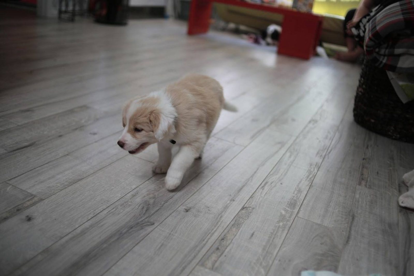 Willowcreek Border Collie Puppies | Border Collie Puppies in Canada