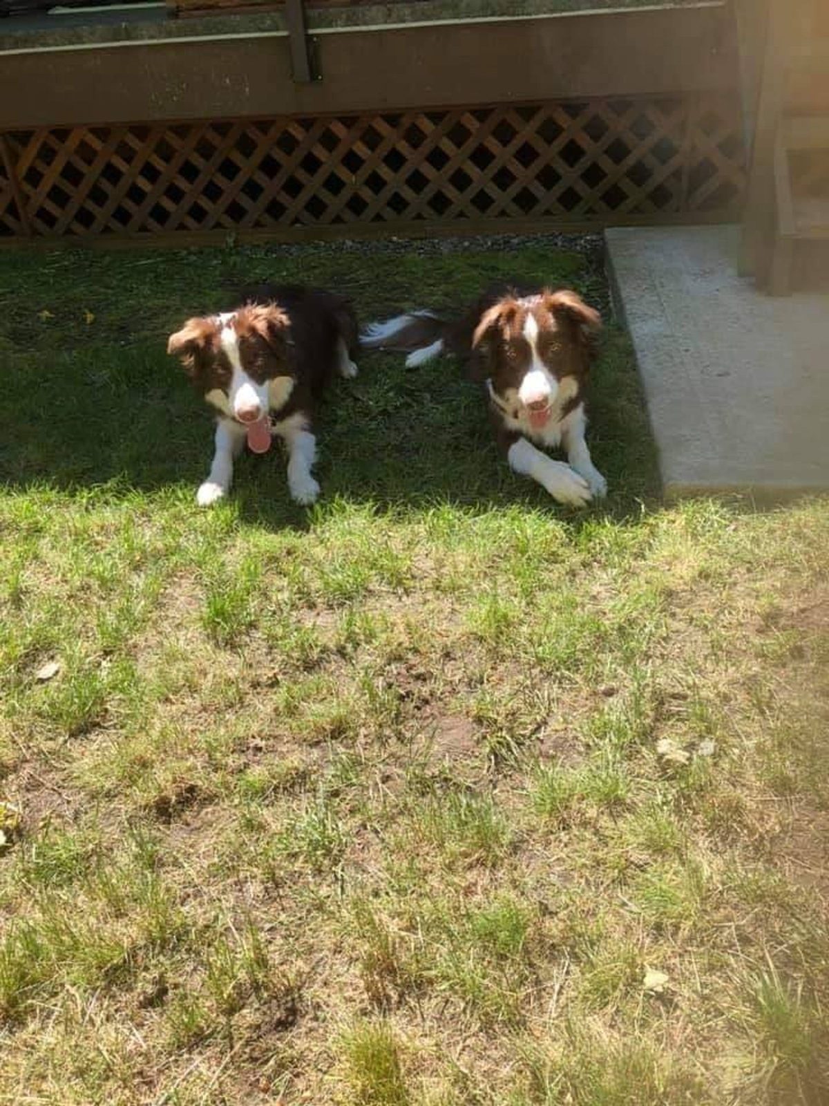 Willowcreek Border Collie Puppies | Border Collie Puppies in Canada
