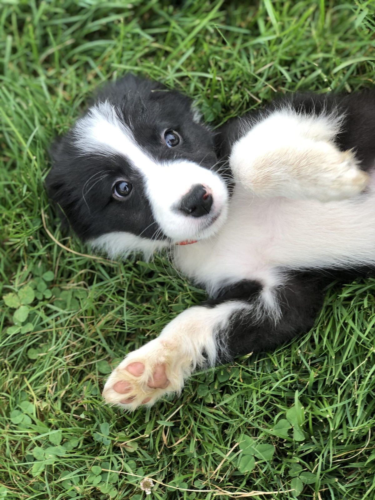 Willowcreek Border Collie Puppies | Border Collie Breeders in Canada