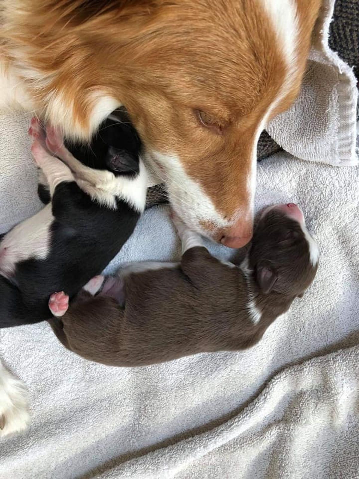 Willowcreek Border Collie Puppies | Border Collie Puppies in Canada