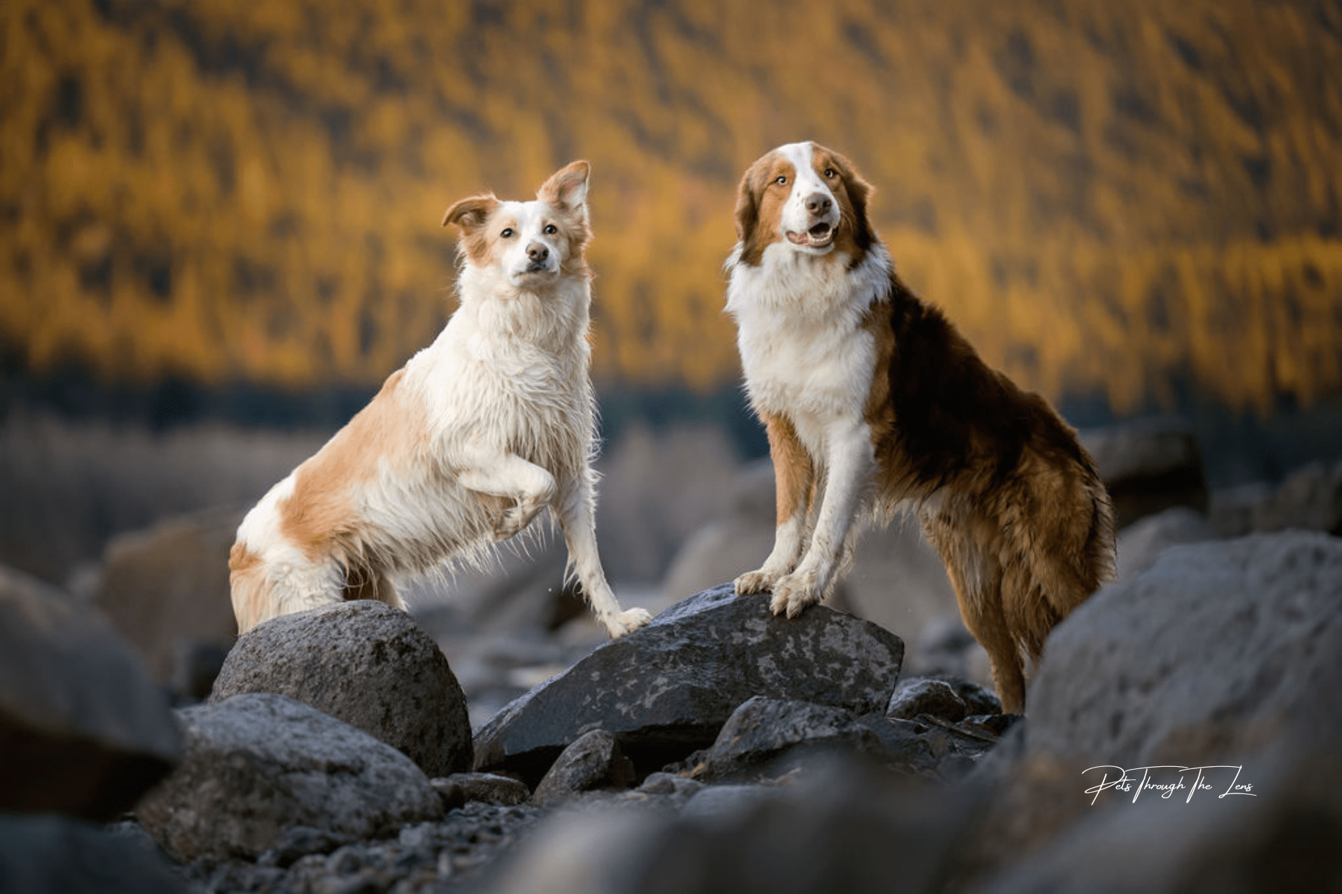 Pet Photography — Pets Through The Lens