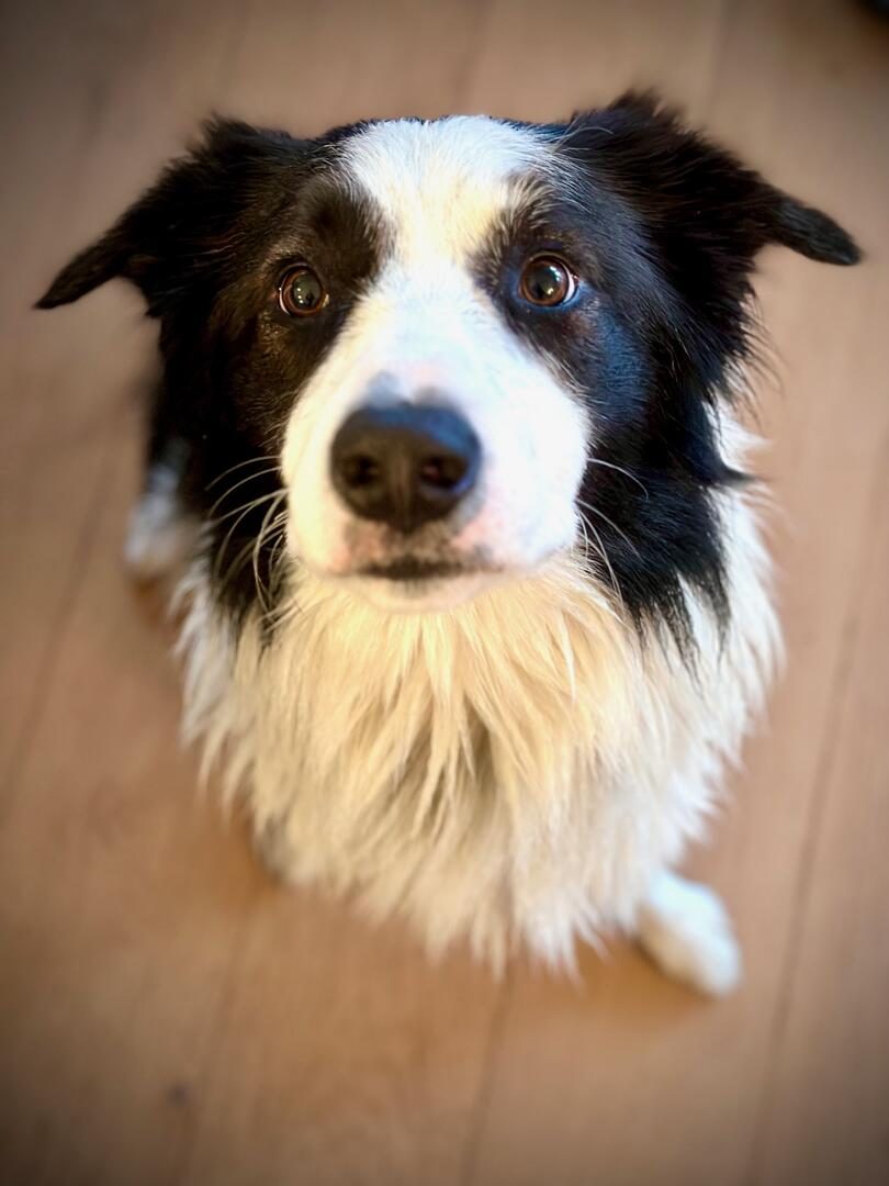 Border Collie Puppies for sale in Ontario