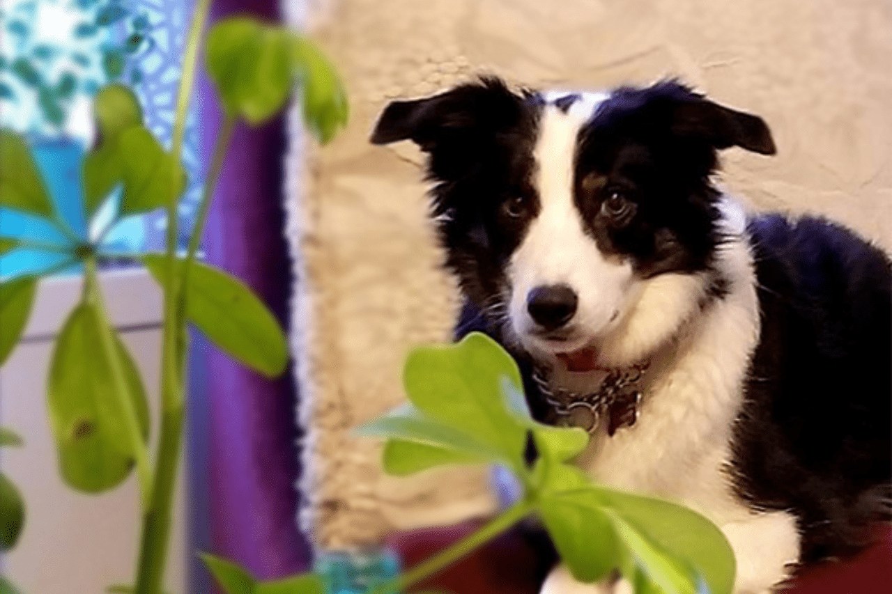 Riley at home