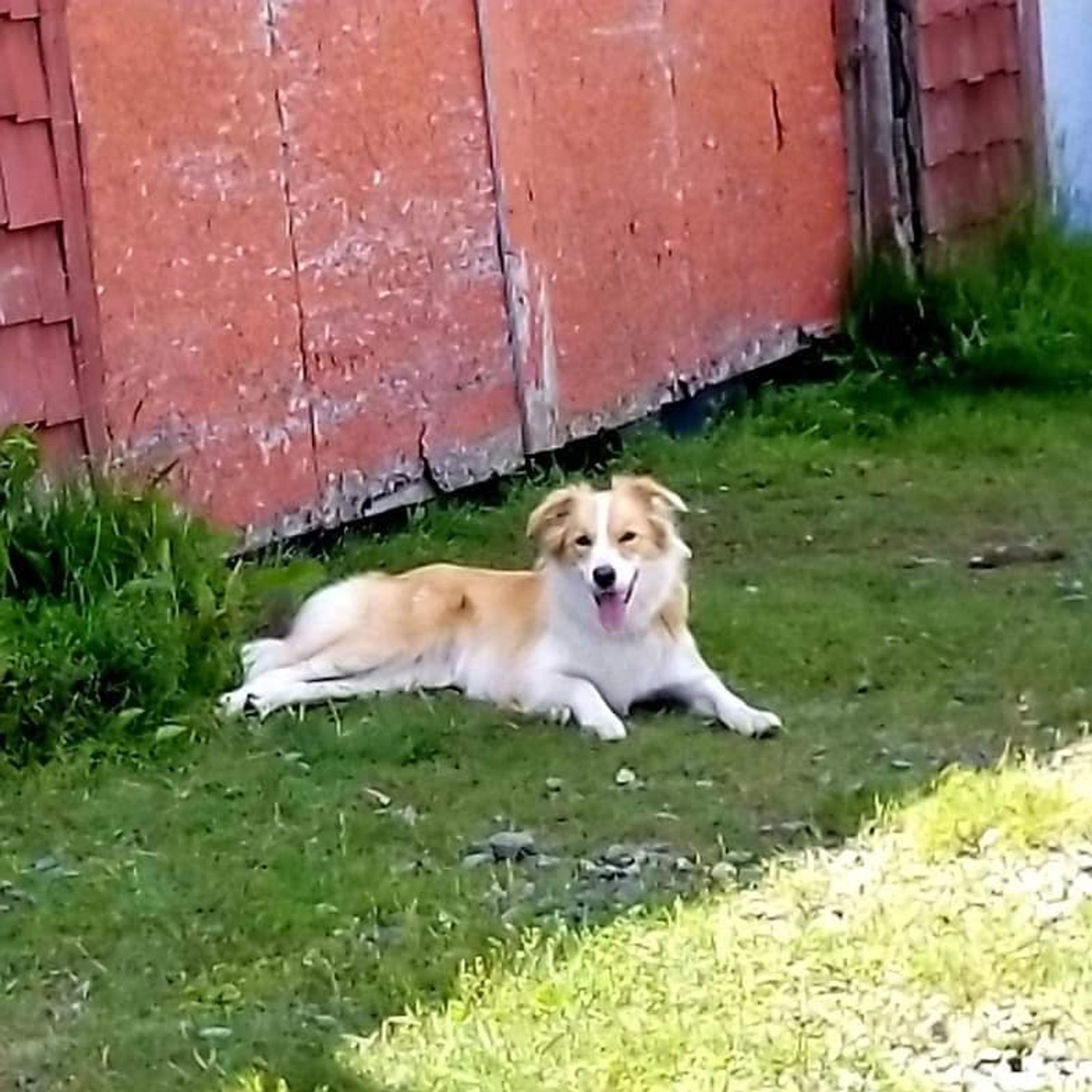 Willowcreek Border Collie Puppies | Border Collie Puppies in Canada