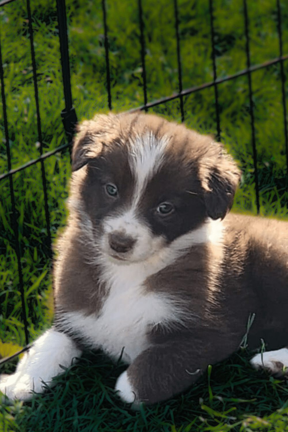 Willowcreek Border Collie Puppies | Border Collie Breeders in Canada