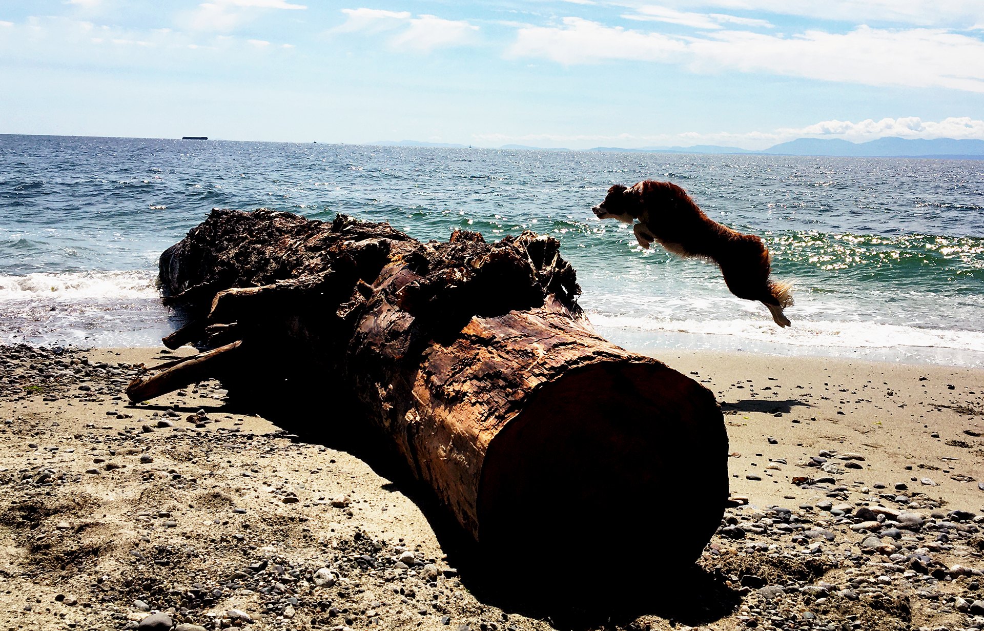 A Border Collie leaping from driftwood on a Pacific beach