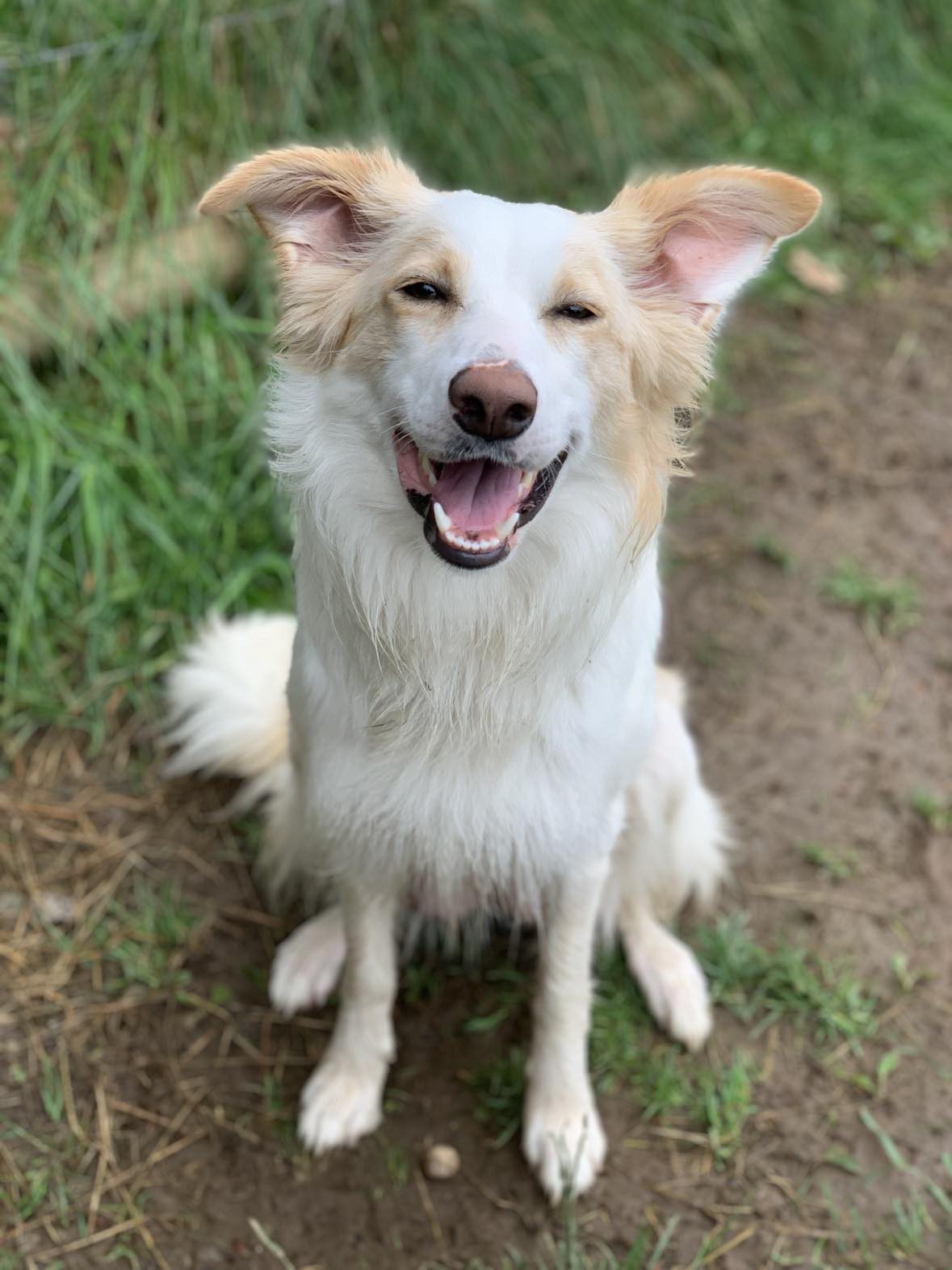 Available Border Collie Puppies