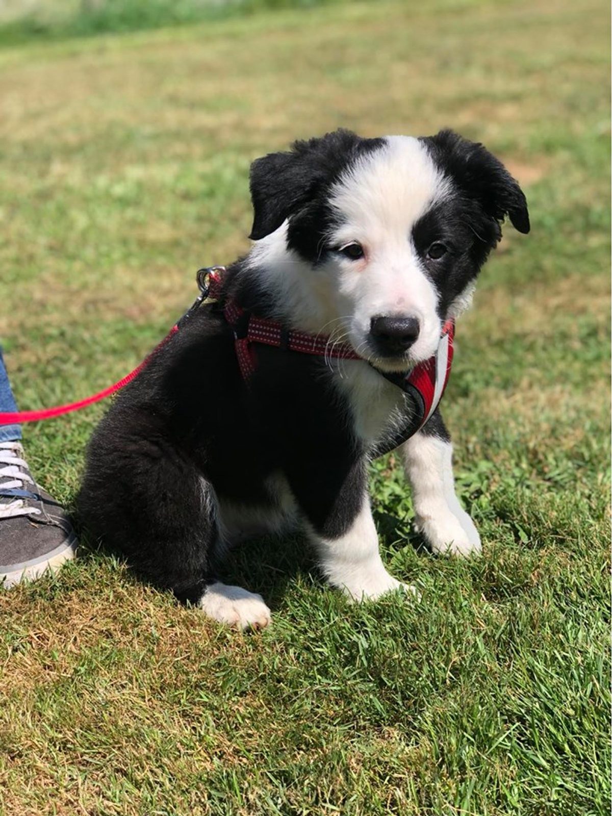 Willowcreek Border Collie Puppies | Border Collie Breeders in Canada