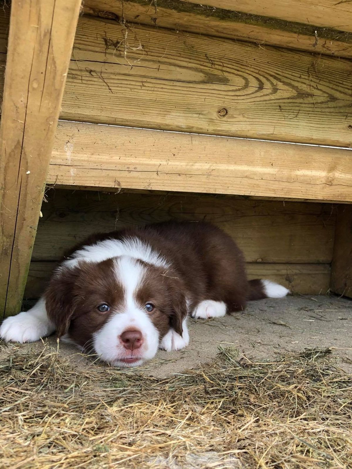 Willowcreek Border Collie Puppies | Border Collie Puppies in Canada