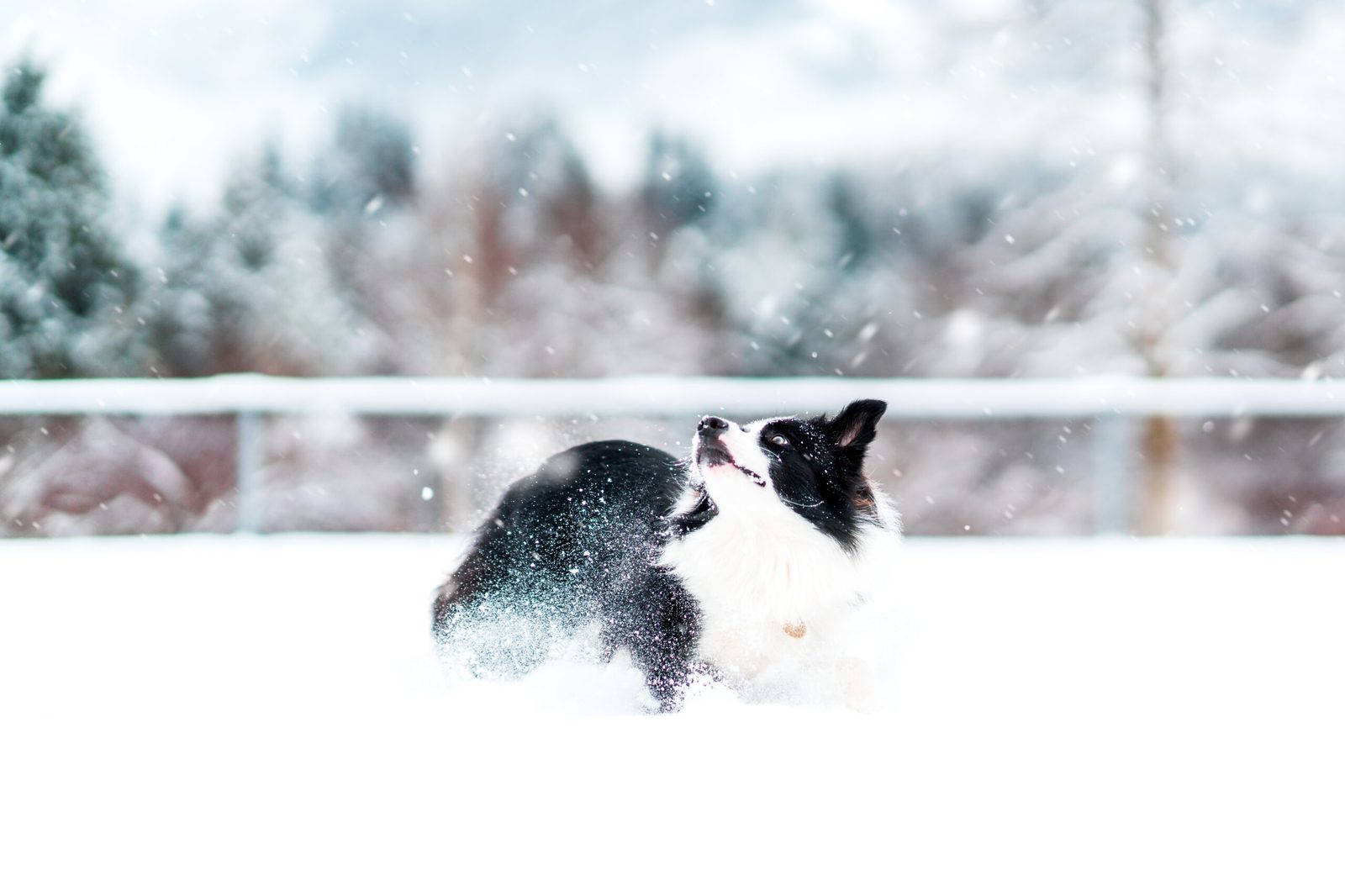 Willowcreek Border Collies | Border Collie Breeders in Canada