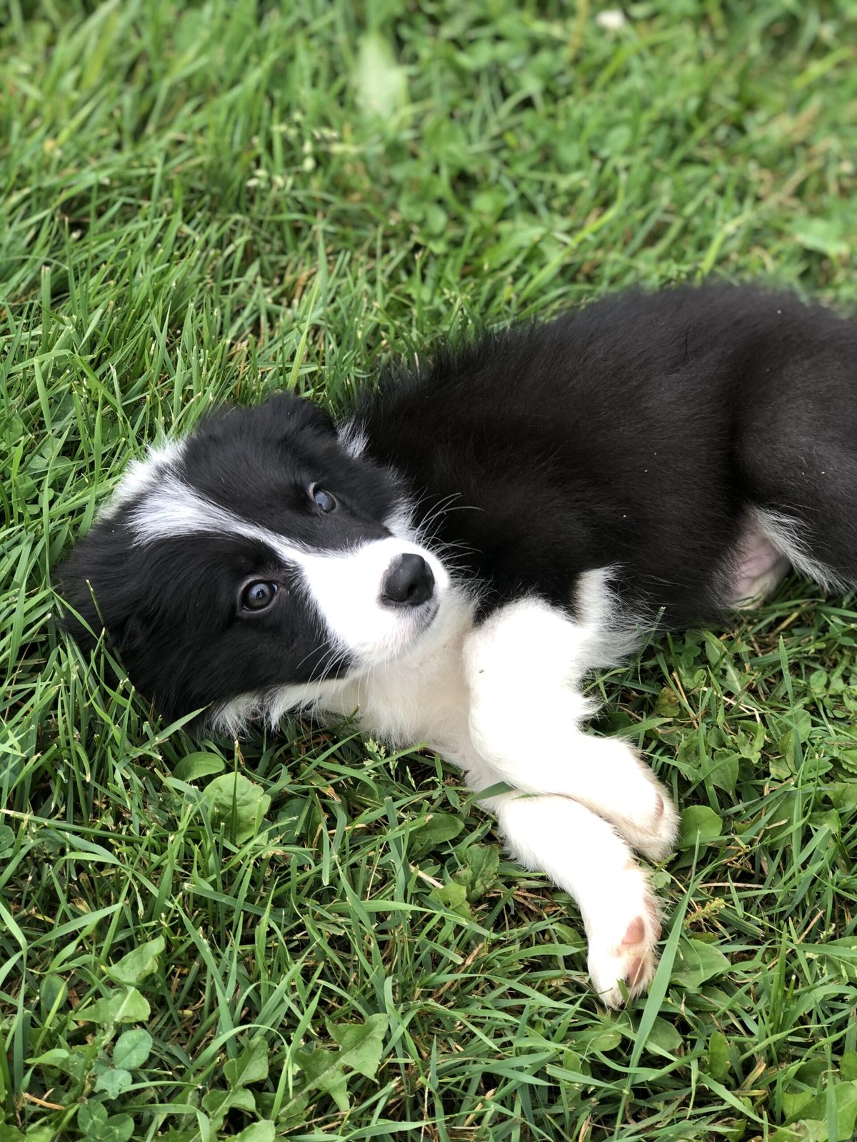 Willowcreek Border Collie Puppies | Border Collie Breeders in Canada