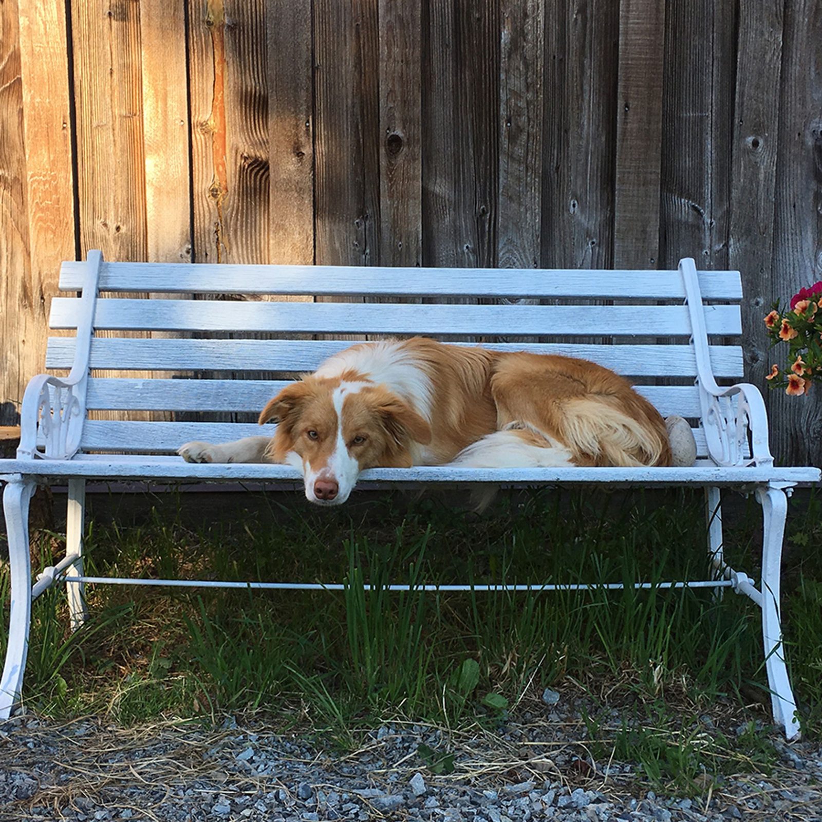 Willowcreek Border Collie Puppies | Border Collie Puppies in Canada
