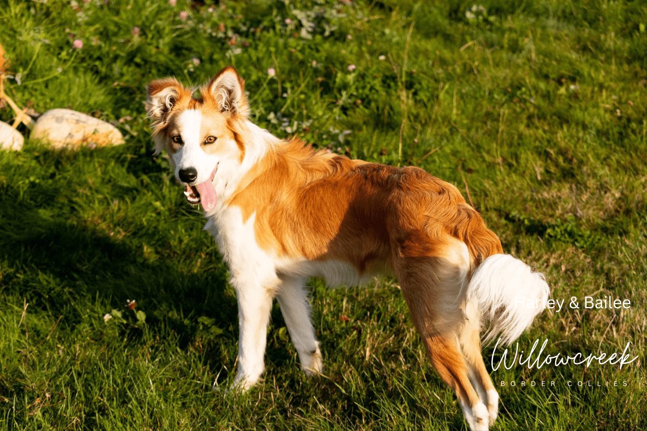 Are Border Collies High or Low Maintenance?