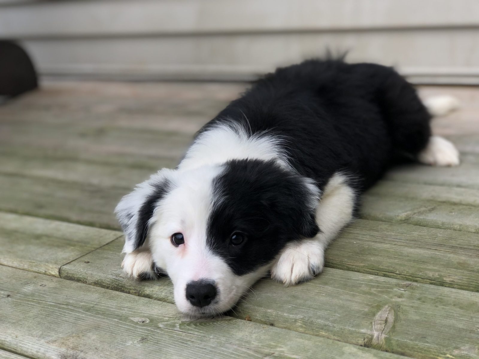 Willowcreek Border Collie Puppies | Border Collie Breeders in Canada