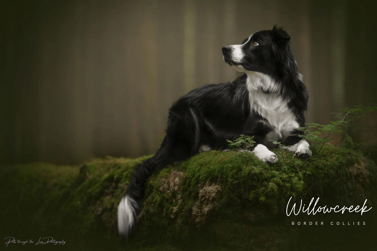 What Our Owners Say — Border Collie Breeder Reviews