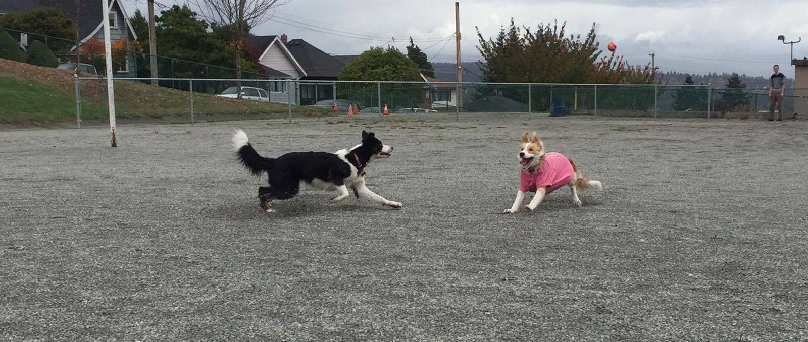 Willowcreek Border Collie Puppies | Border Collie Puppies in Canada