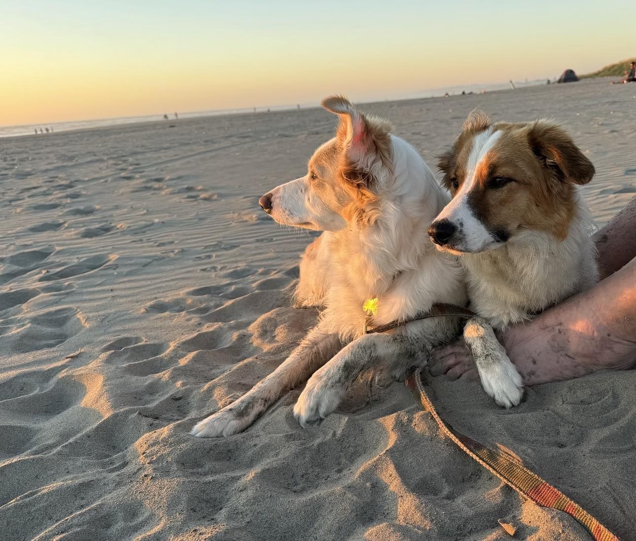 Tilly, CBCA registered Border Collie