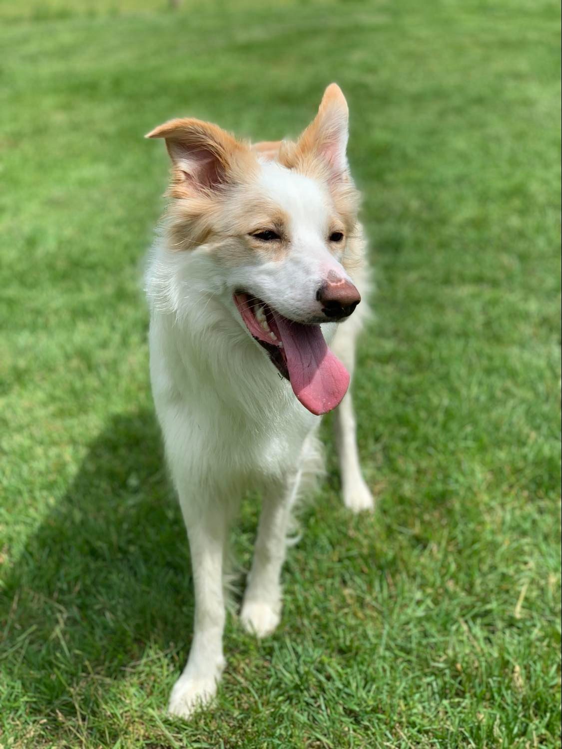 Available Border Collie Puppies