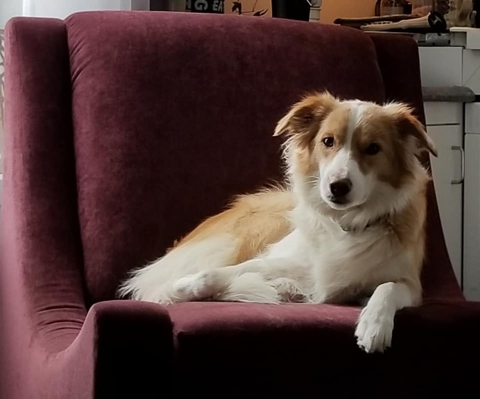 Willowcreek Border Collie Puppies | Border Collie Puppies in Canada