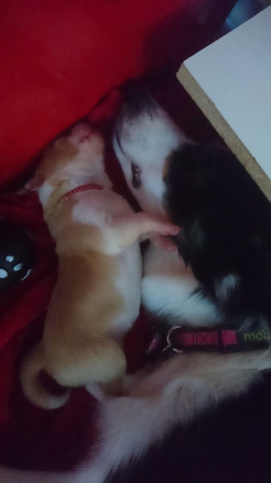 Willowcreek Border Collie Puppies | Border Collie Puppies in Canada