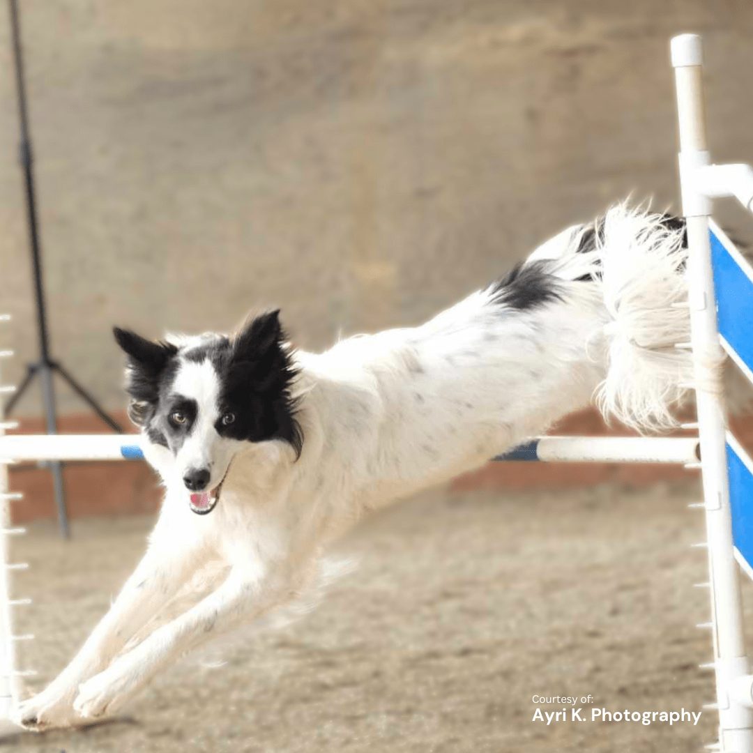 Border Collie Puppy Health and Wellness