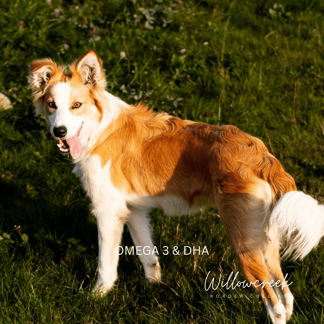 OMEGA-3 & DHA, is it good for dogs?
