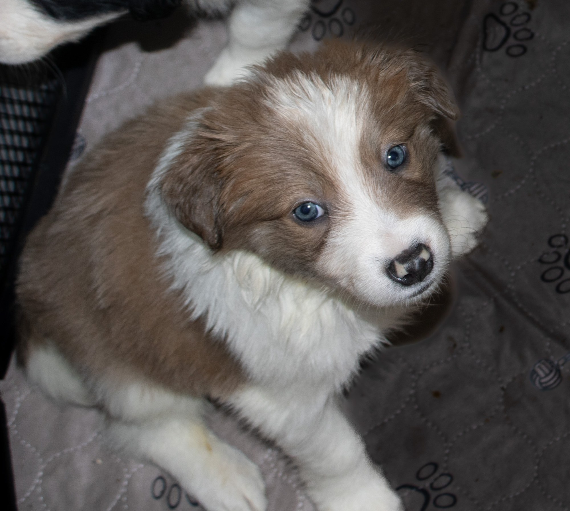 Boston, chocolate and white Border Collie sire