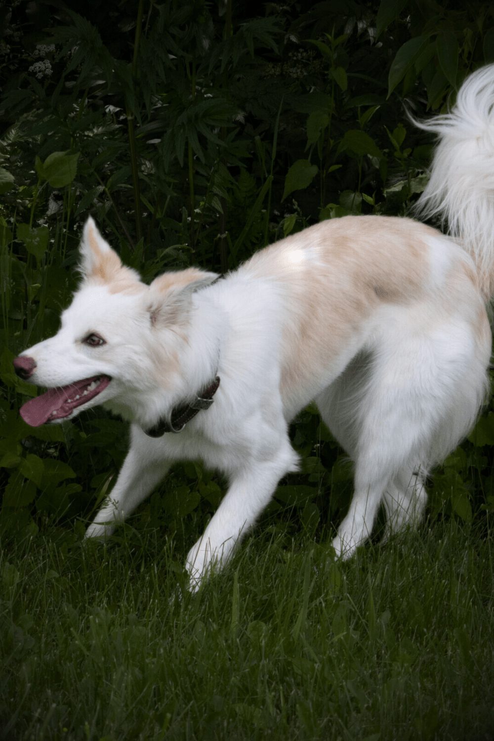 Willowcreek Border Collie Puppies | Border Collie Breeders in Canada