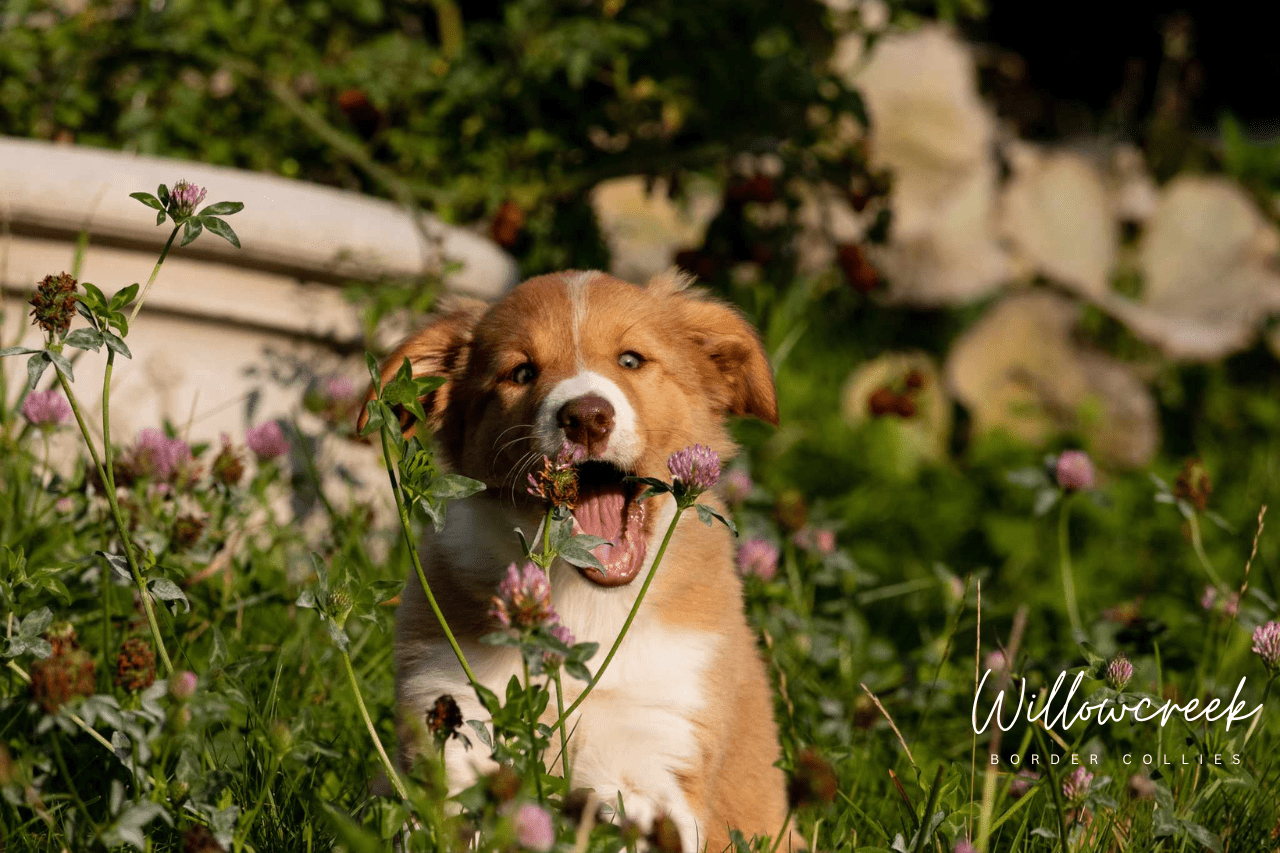 What Our Owners Say — Border Collie Breeder Reviews
