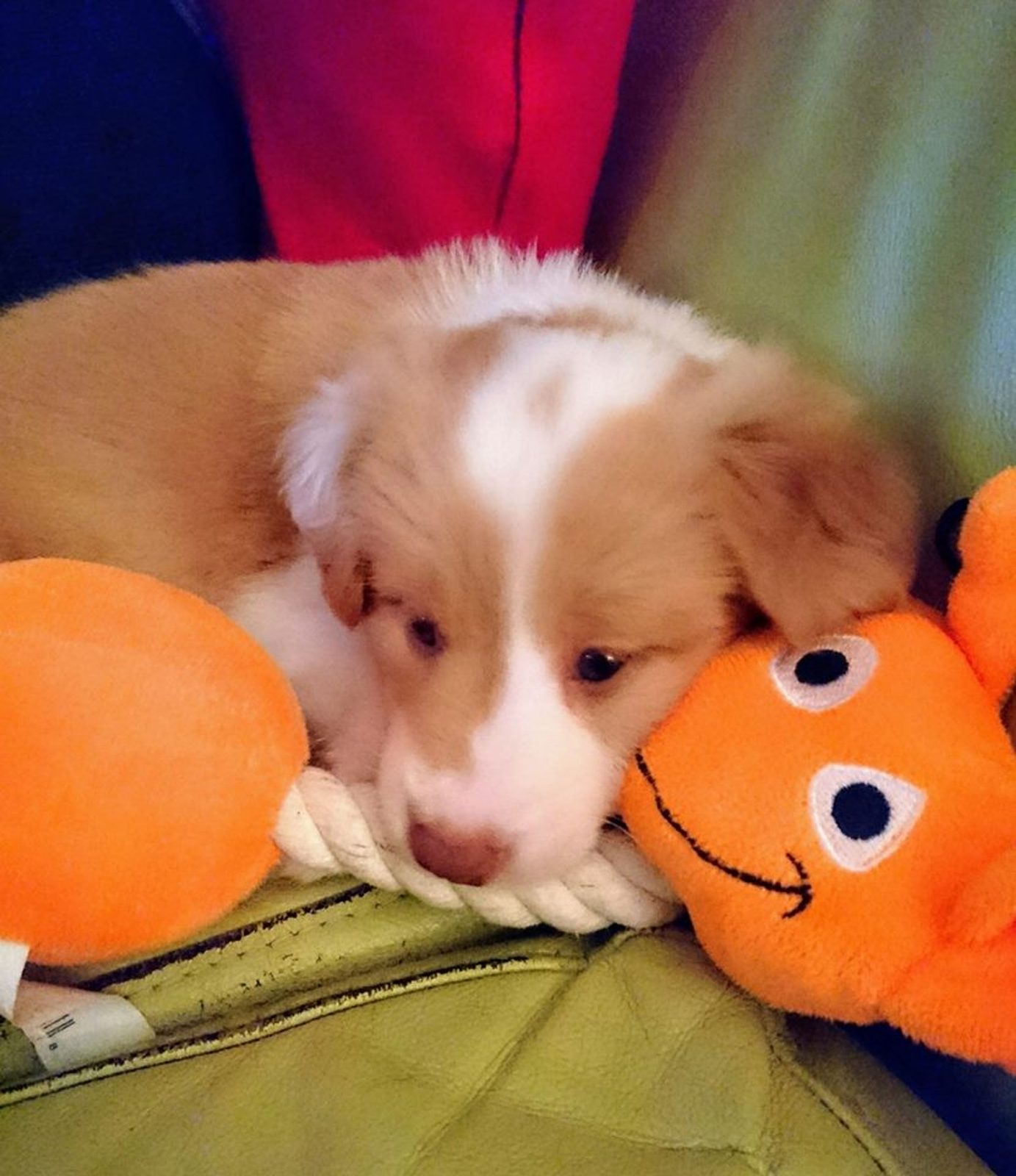 Willowcreek Border Collie Puppies | Border Collie Puppies in Canada