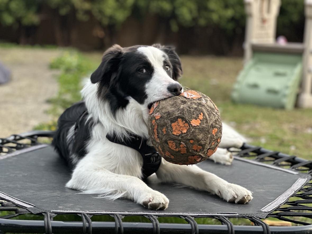 Available Border Collie Puppies