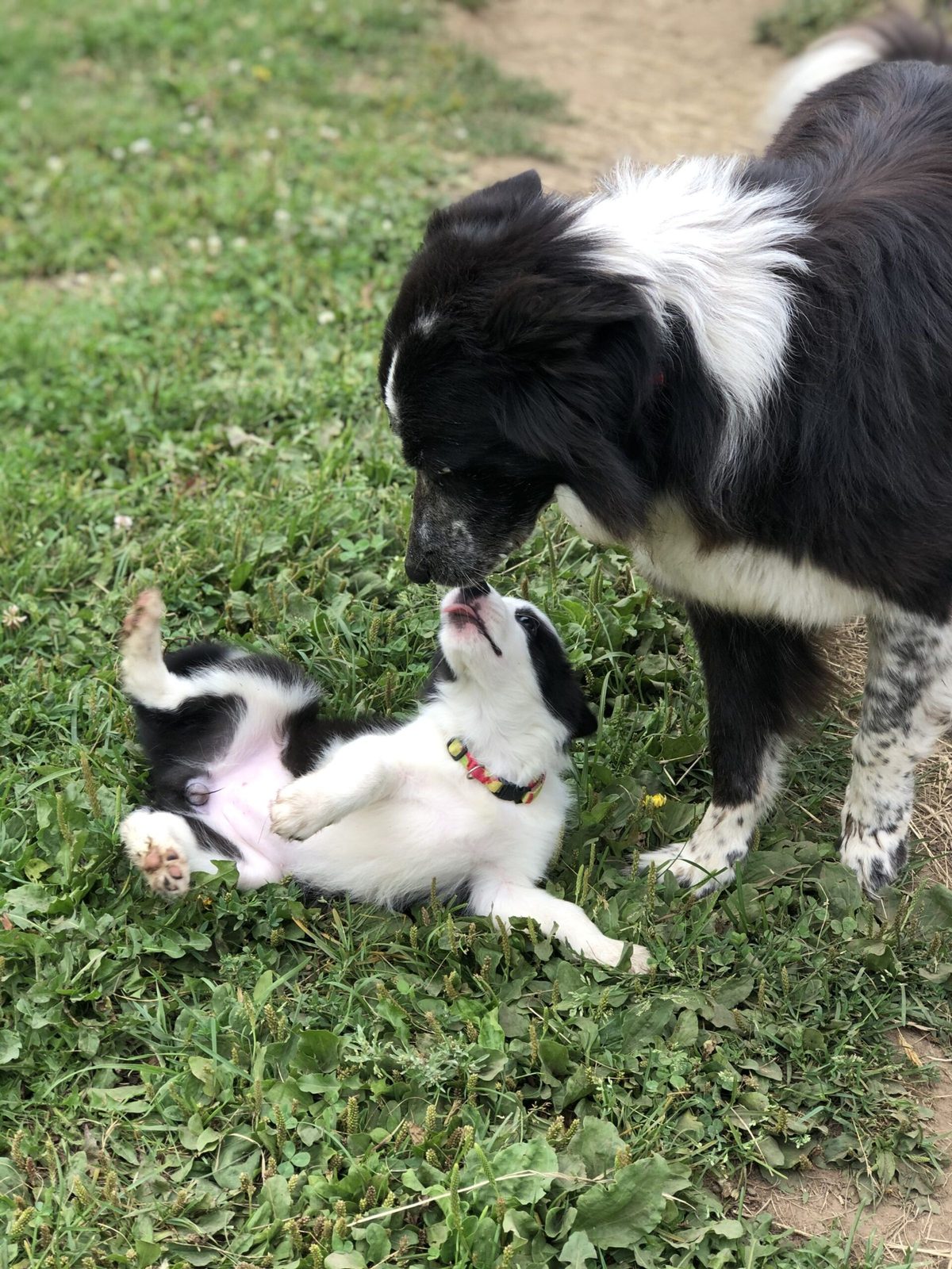 Willowcreek Border Collie Puppies | Border Collie Breeders in Canada