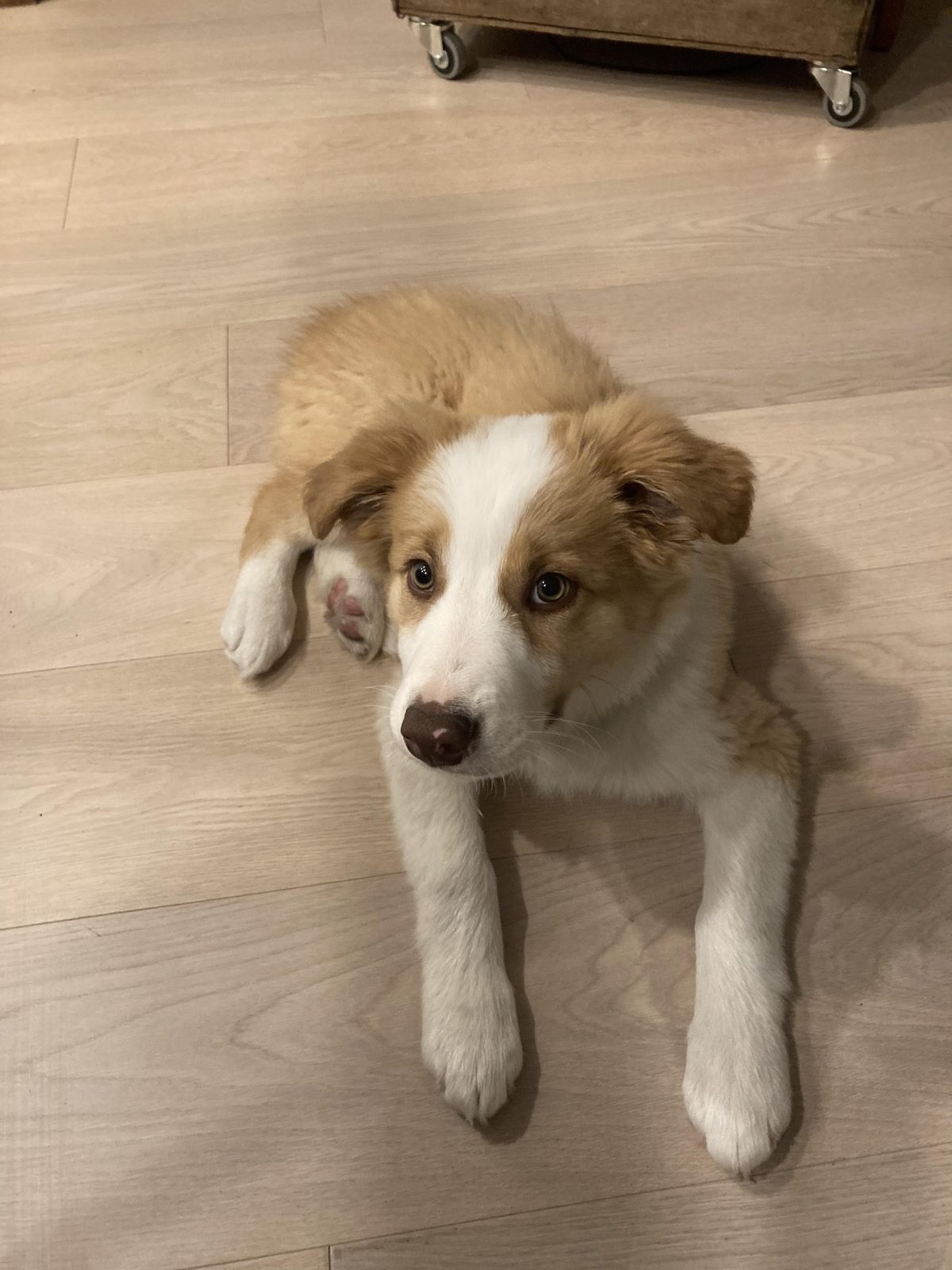 Available Border Collie Puppies