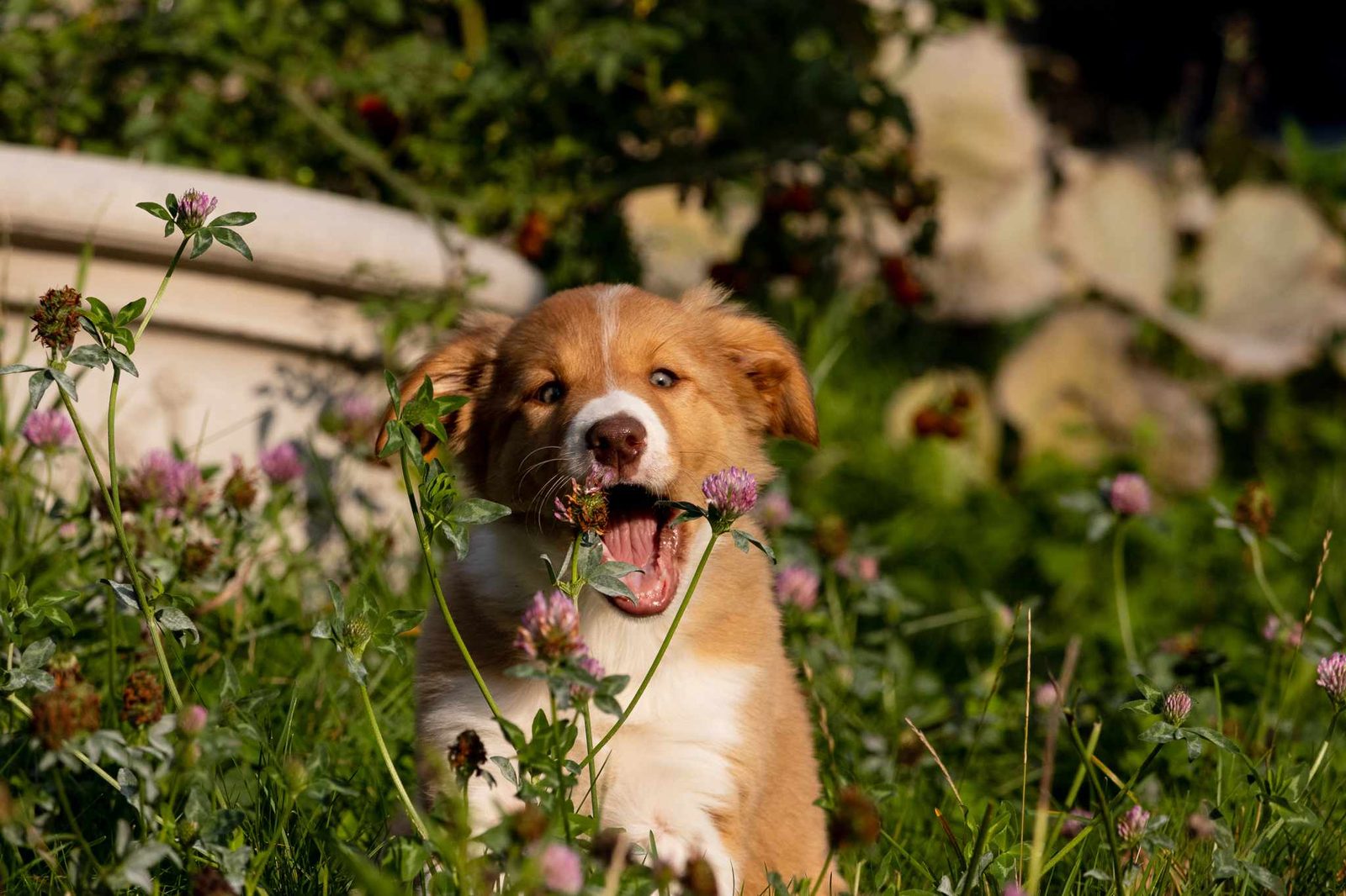 Willowcreek Border Collies | Border Collie Puppies