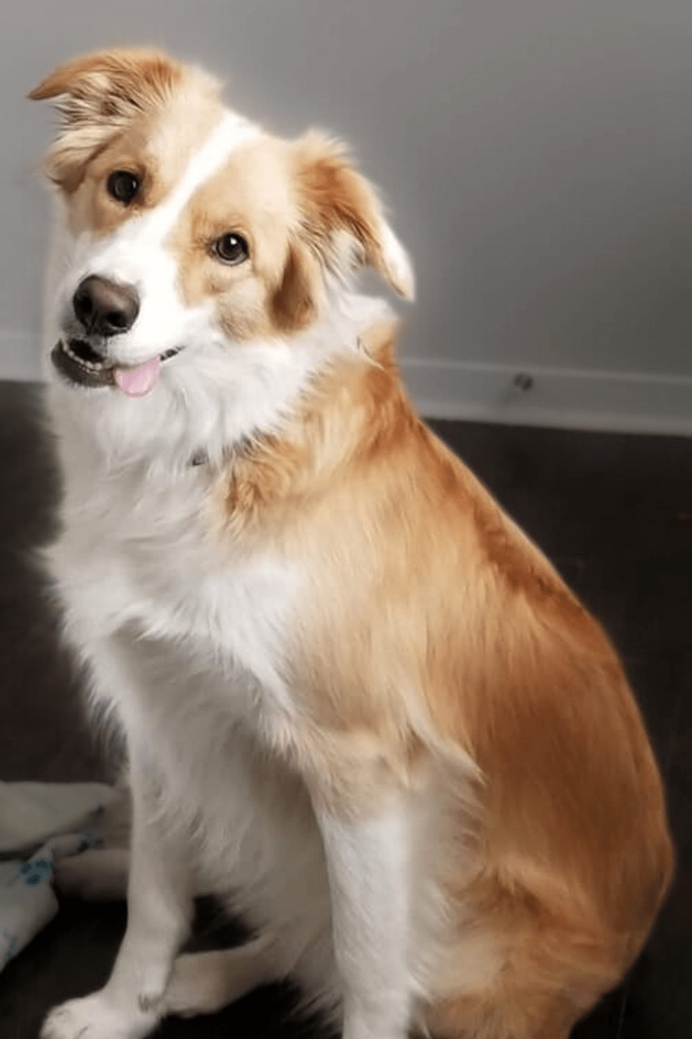 Willowcreek Border Collies | Lucy