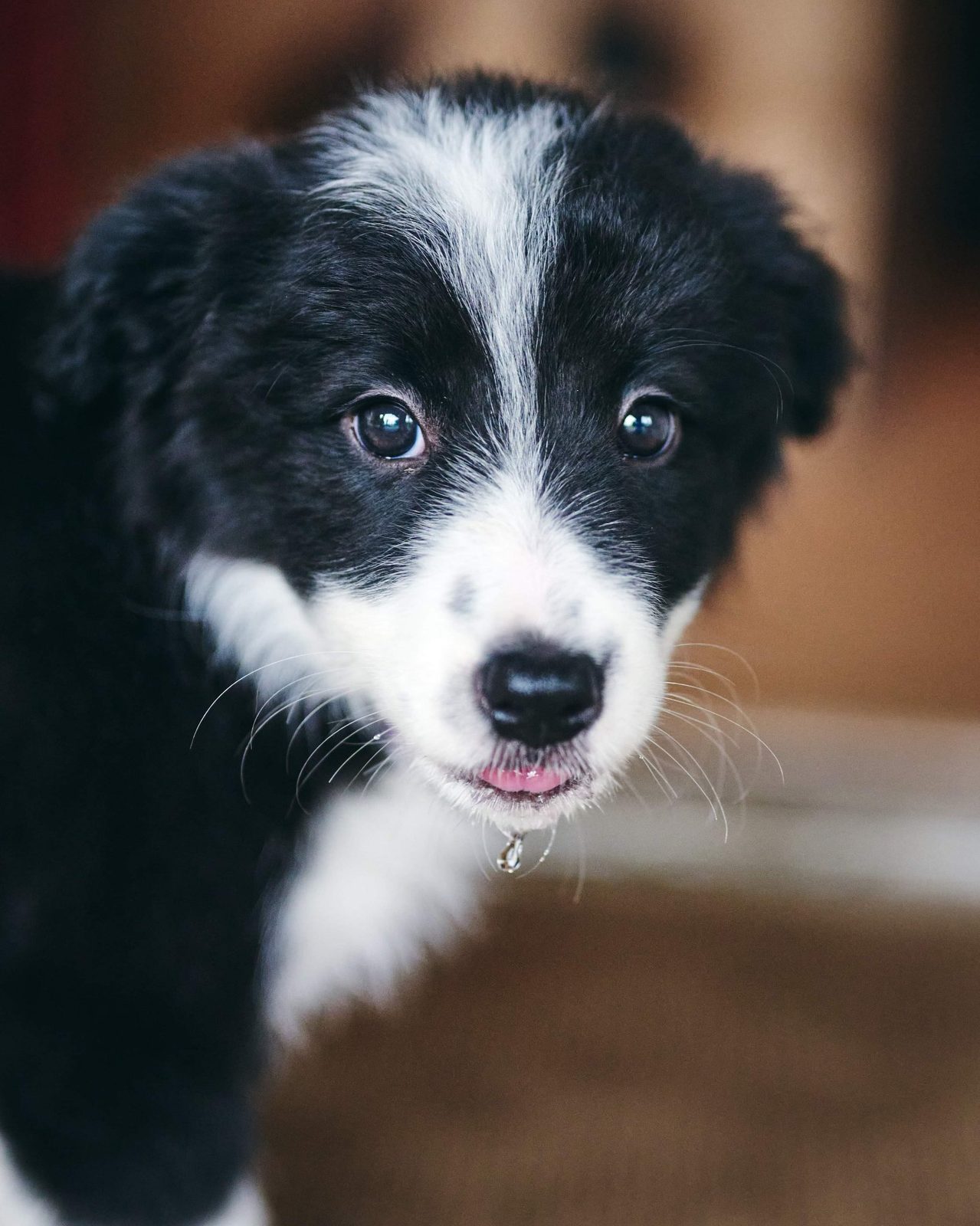 Willowcreek Border Collie Puppies | Border Collie Breeders in Canada
