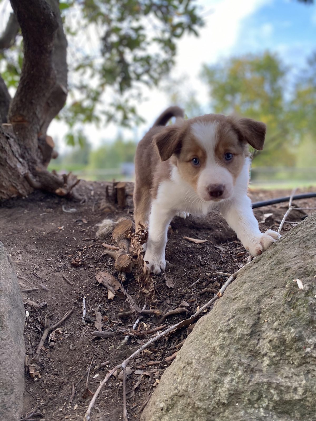 Best Border Collie Breeder in BC