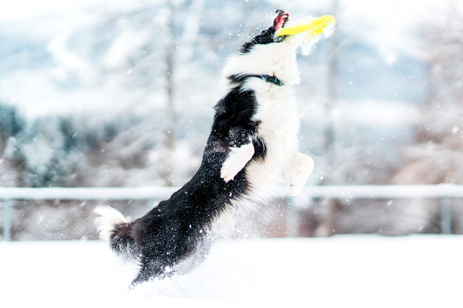 Willowcreek Border Collies | Border Collie Breeders in Canada