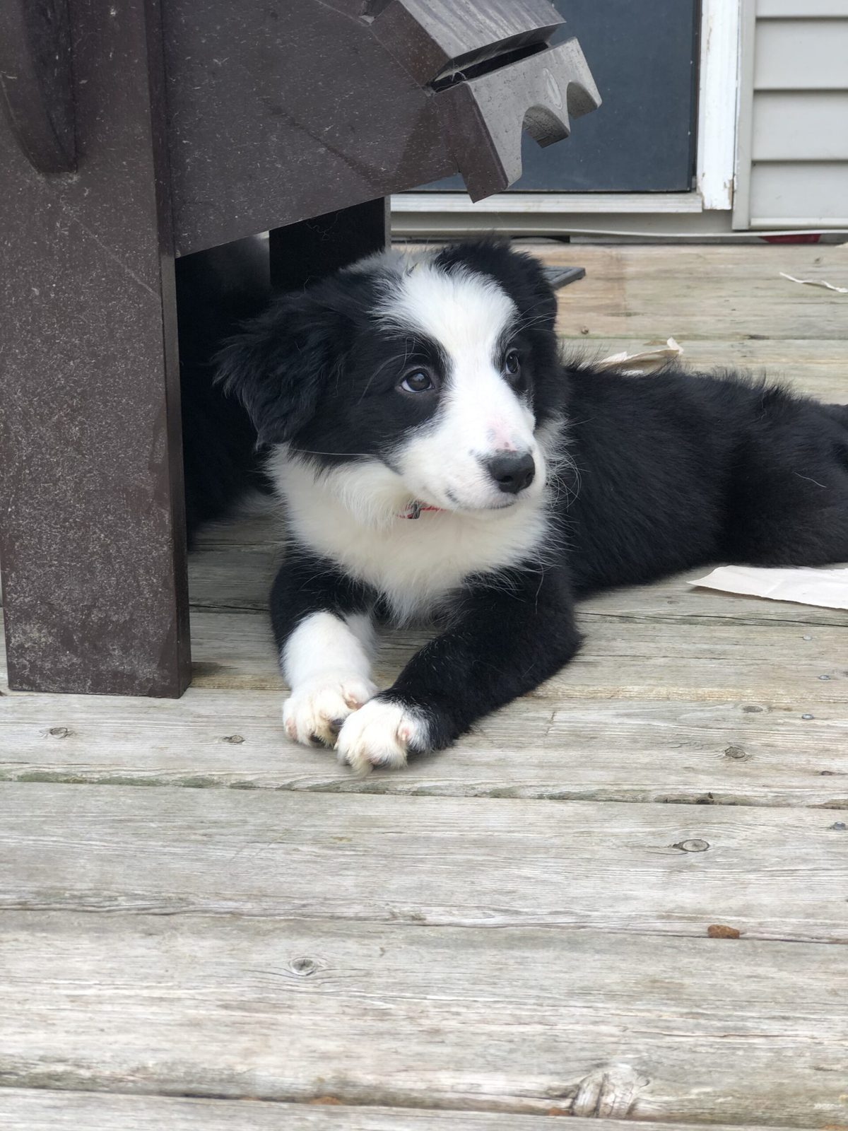 Willowcreek Border Collie Puppies | Border Collie Breeders in Canada