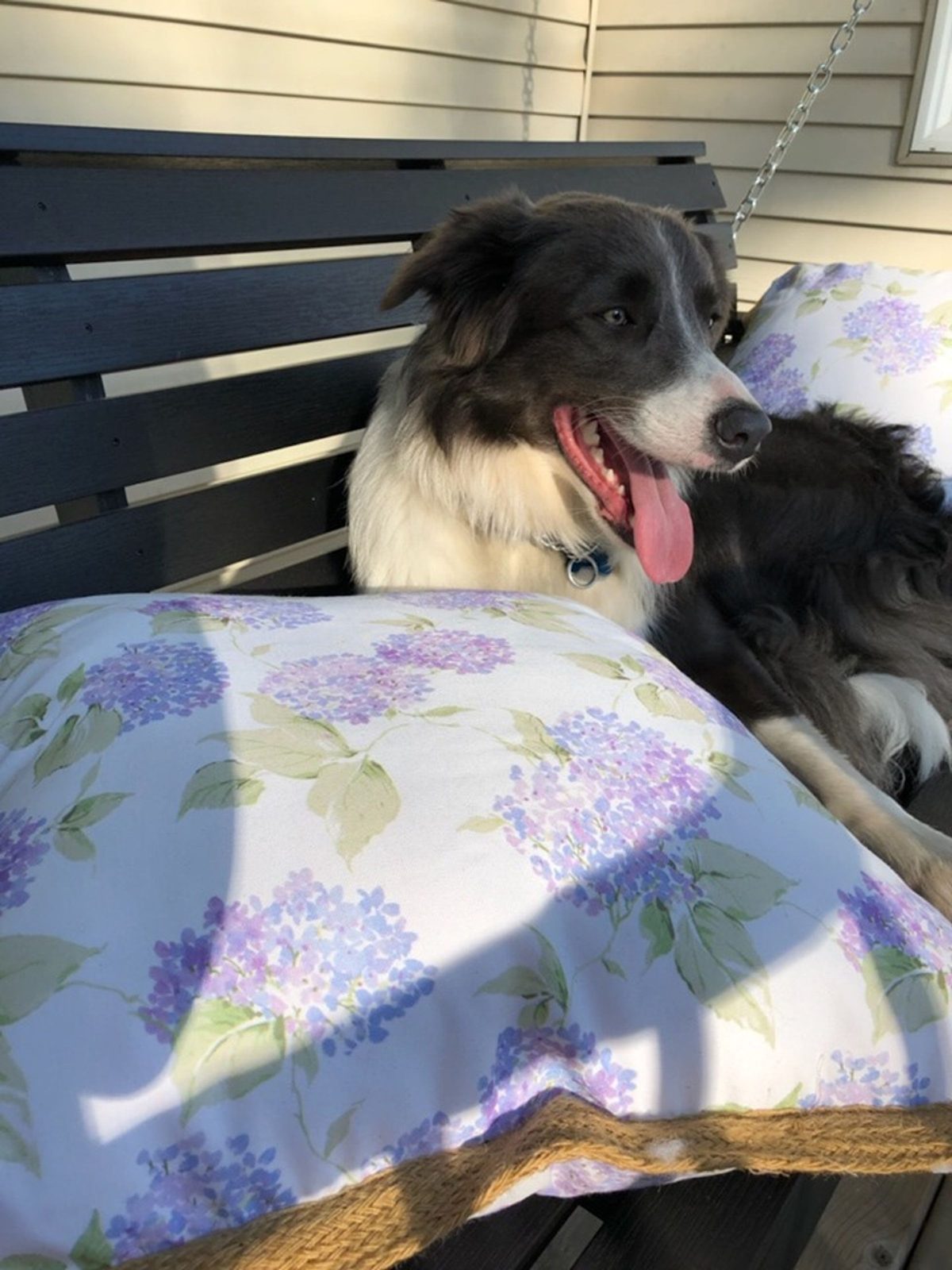 Willowcreek Border Collie Puppies | Border Collie Puppies in Canada