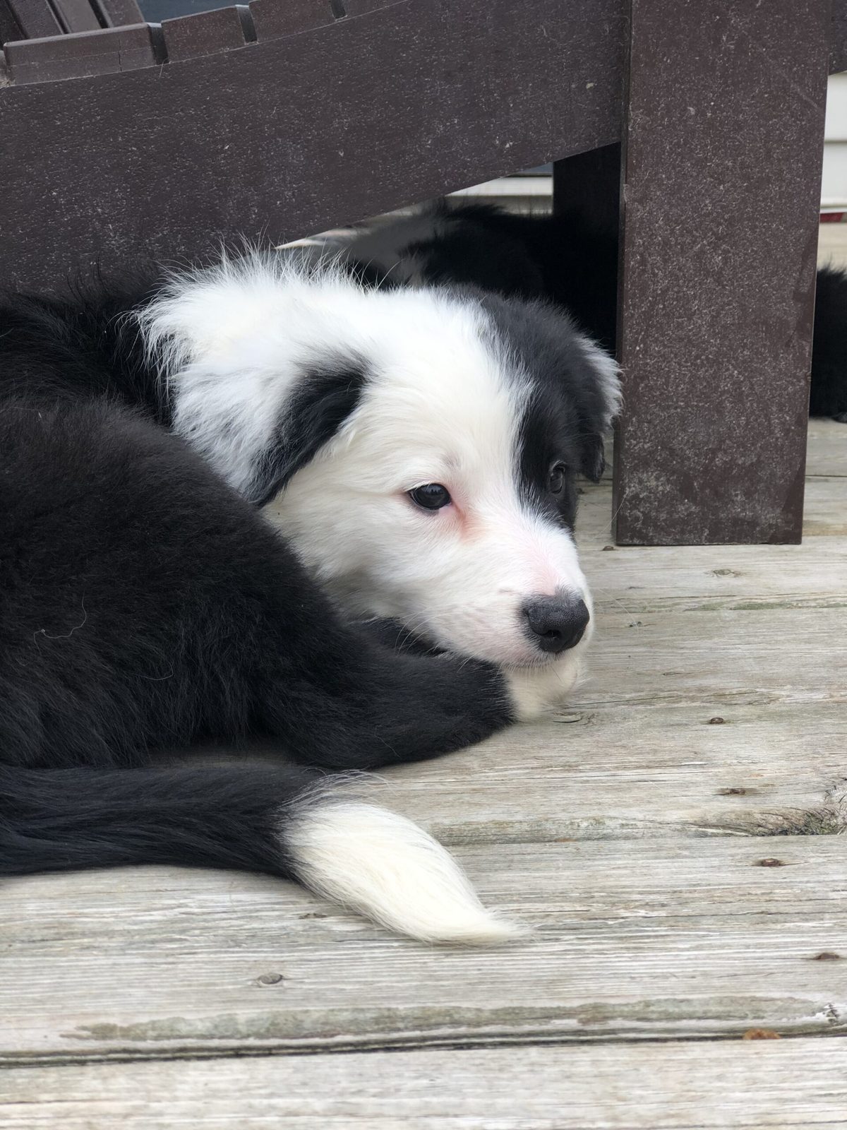 Willowcreek Border Collie Puppies | Border Collie Breeders in Canada