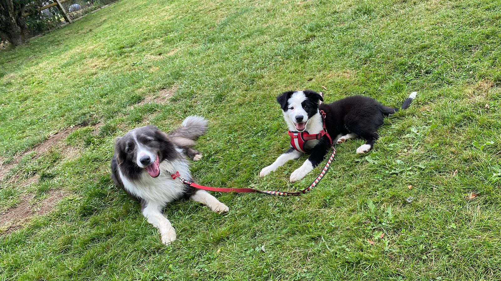 Willowcreek Border Collie Puppies | Border Collie Breeders in Canada