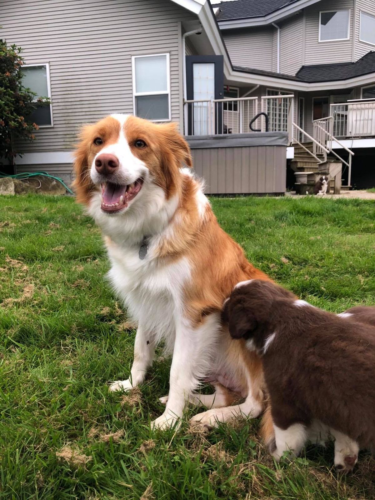 Willowcreek Border Collie Puppies | Border Collie Puppies in Canada