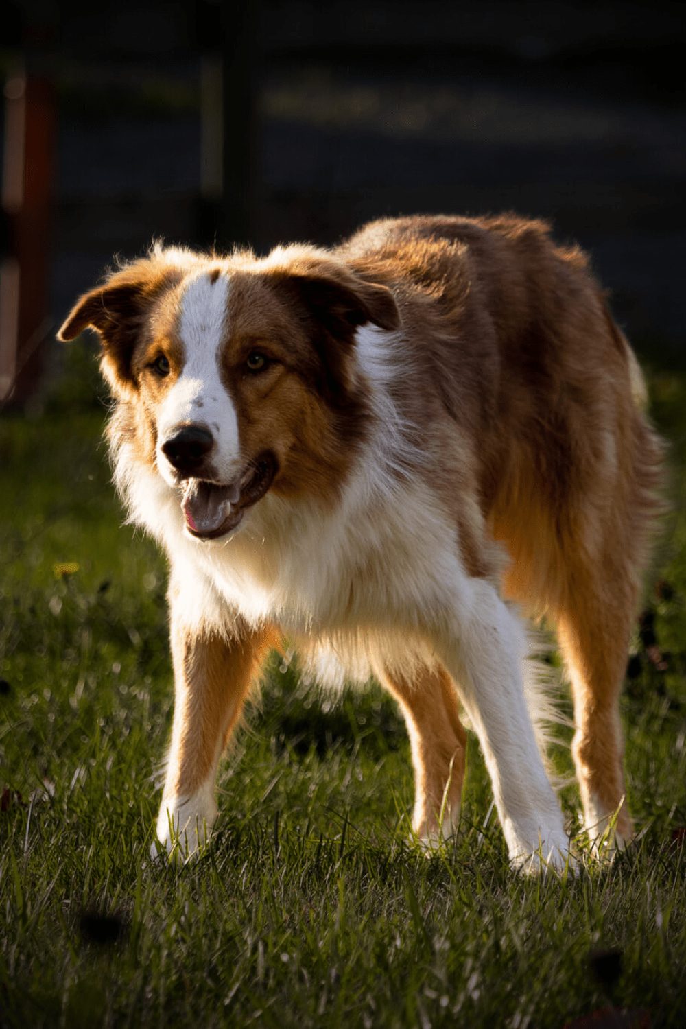 Willowcreek Border Collies | Border Collie Puppies