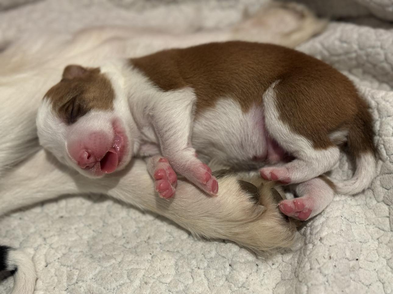 Available Border Collie Puppies