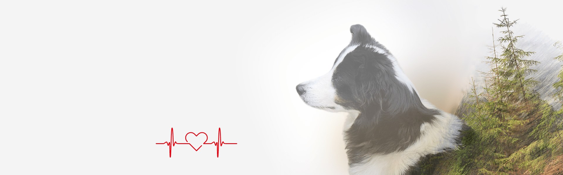 Riley, the heart of Willowcreek